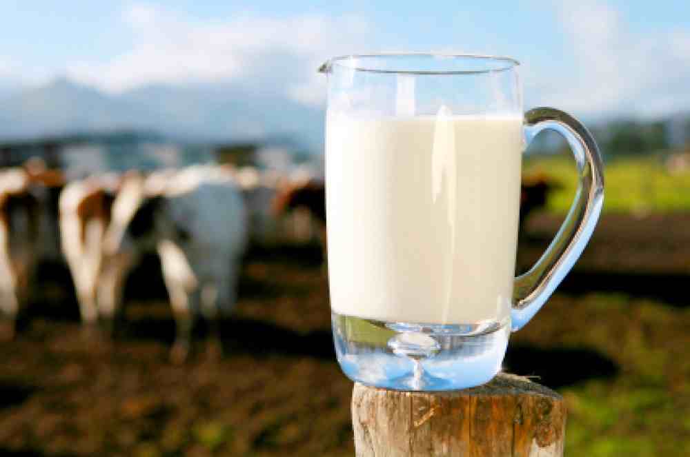 Молоко за вредность: биология 